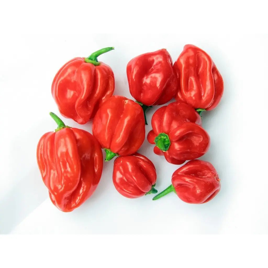 Fresh Scotch Bonnet Peppers – 150g product image