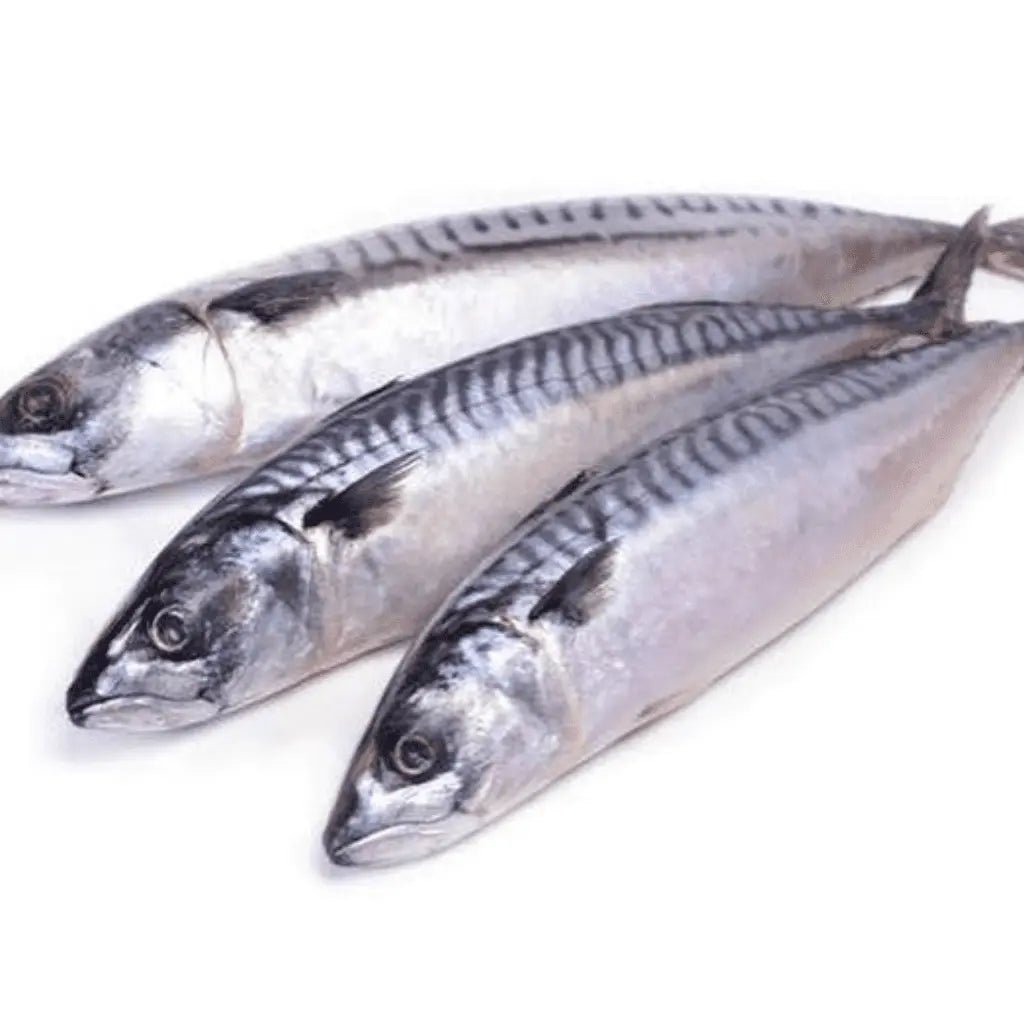 Frozen Whole Mackerel (Titus) – 1.5kg product image